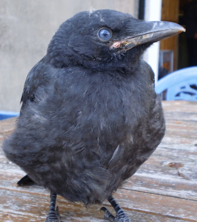 Welsh Crow Cofio ‘Bendigeidfran’ Remembered 2009, our very special and blessed ...